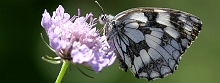 Melanargia galathea